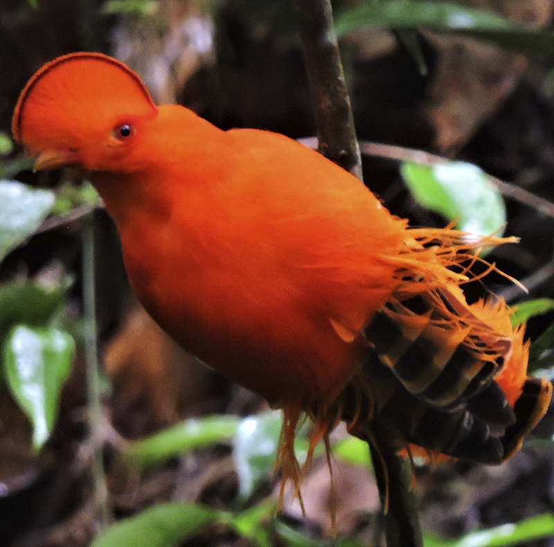 Guianan Cock of the Rock - Rupicola rupicola - birdwatching colombia