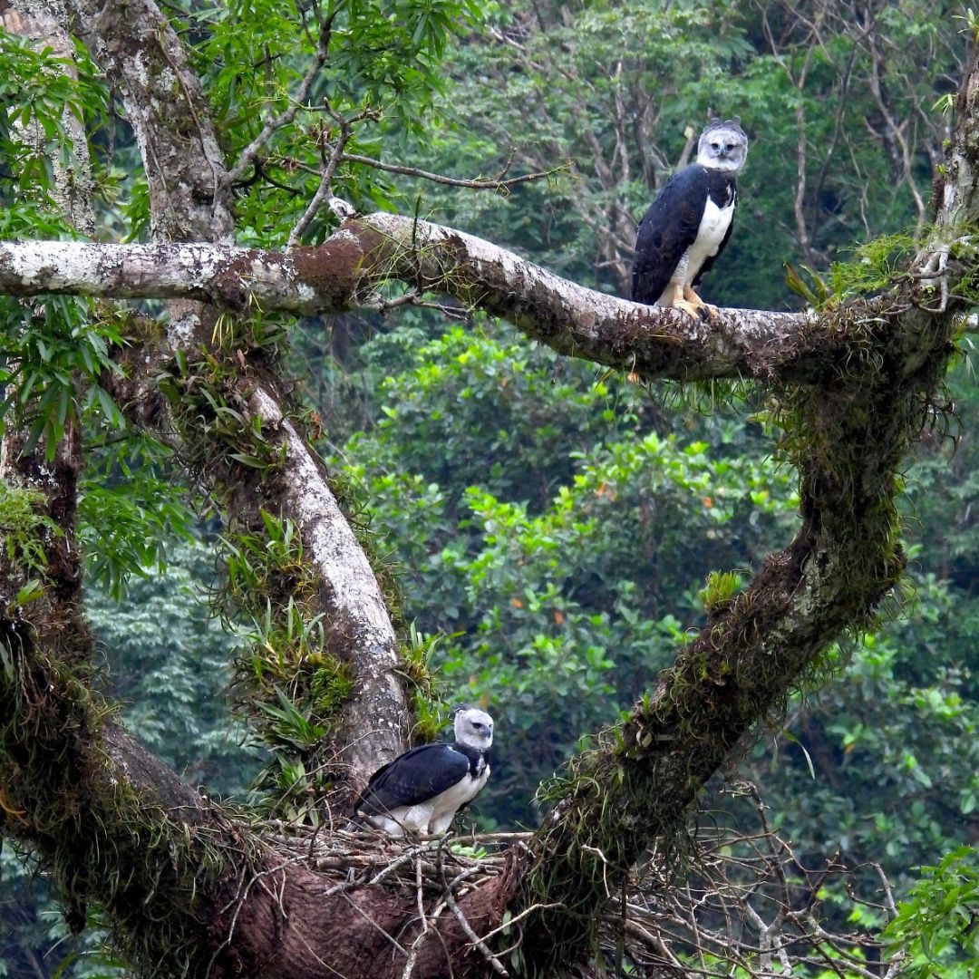 HELP US SAVE the Harpy Eagle in Colombia - The largest raptor in the  Americas - Manakin Nature Tours