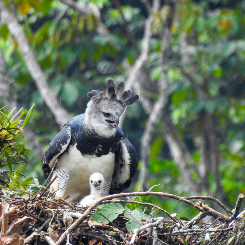 HELP US SAVE the Harpy Eagle in Colombia The largest raptor in the(00)