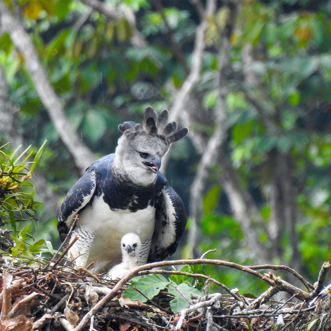 HELP US SAVE the Harpy Eagle in Colombia - The largest raptor in the  Americas - Manakin Nature Tours