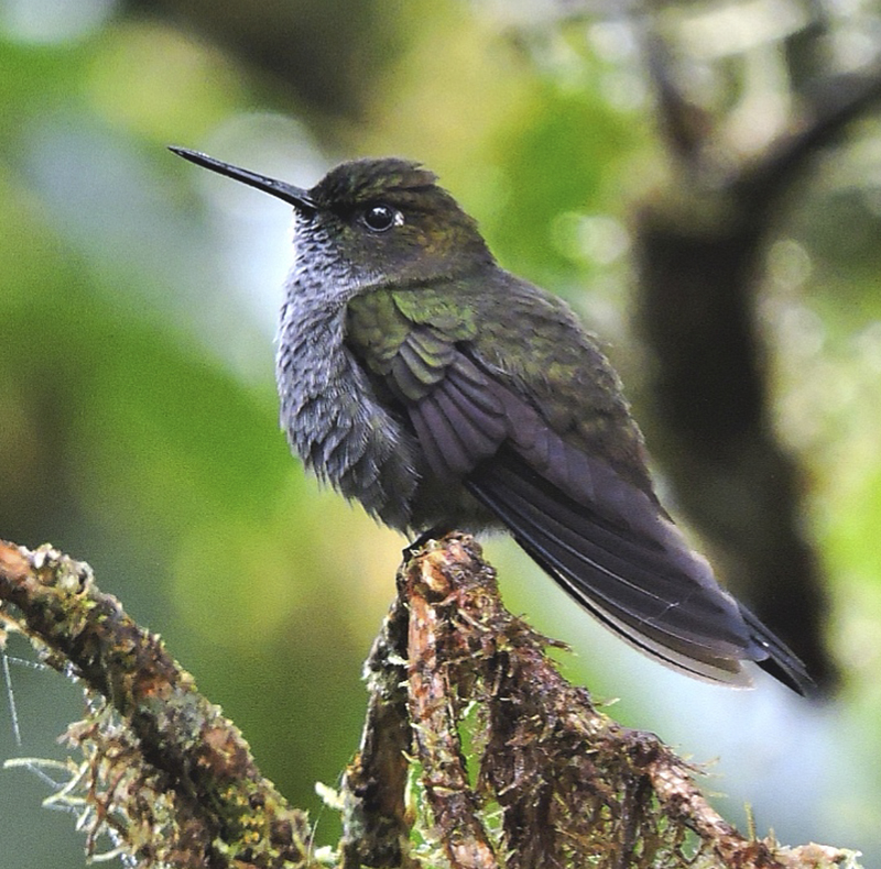 Hoary Puffleg - Haplophaedia lugens - Birdwatching Colombia - Birding Tours
