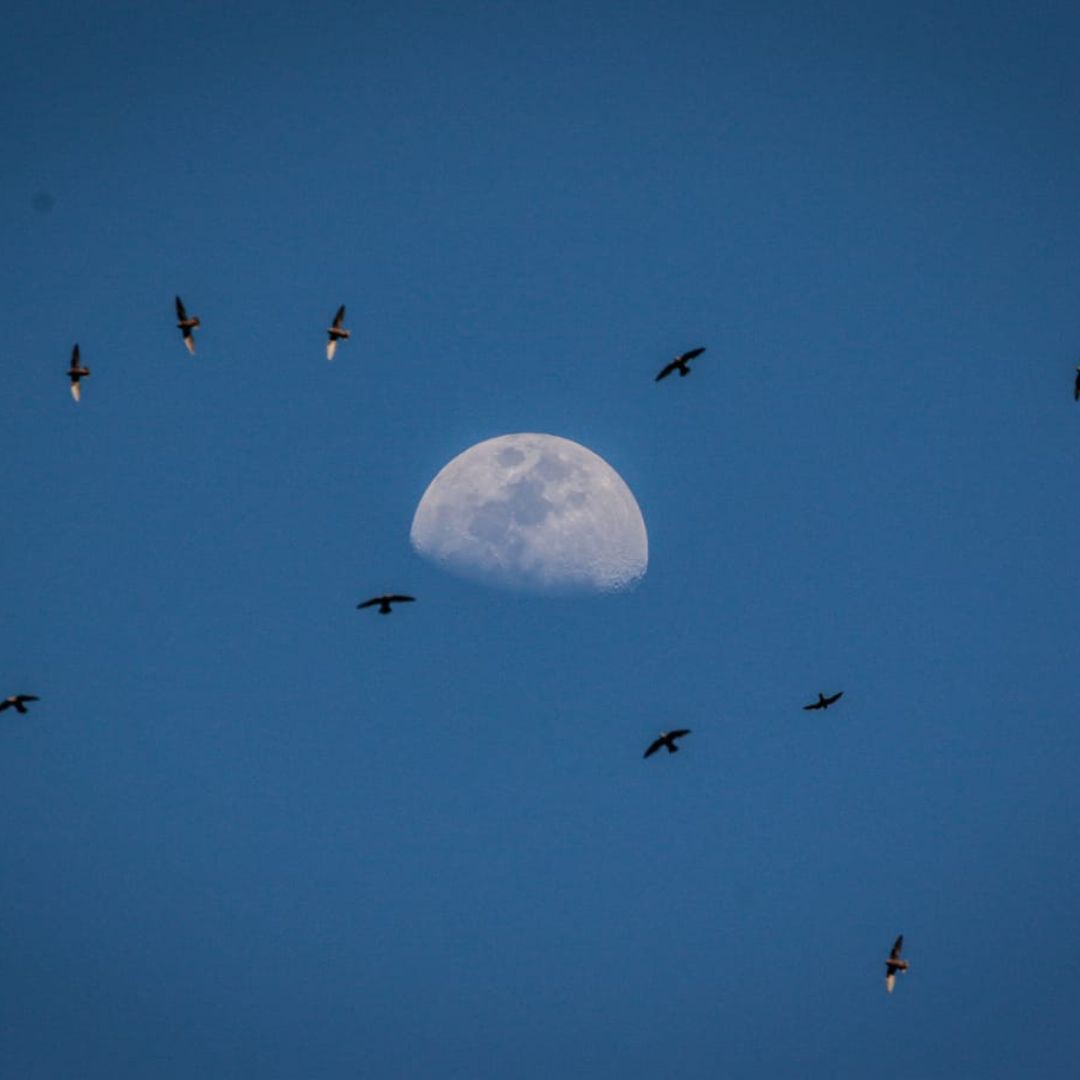 Iguazu Birding Tour (1)