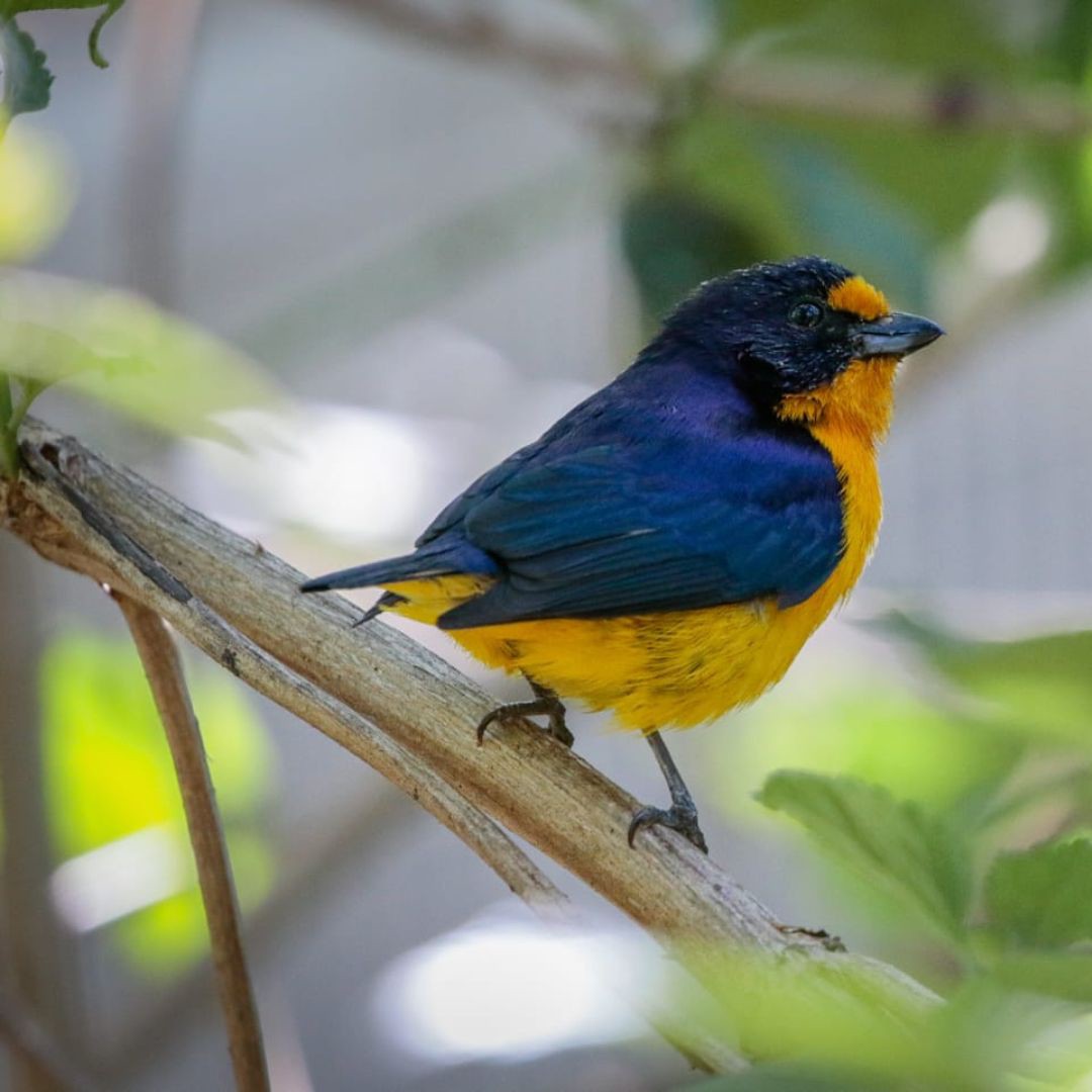 Iguazu Birding Tour (10)