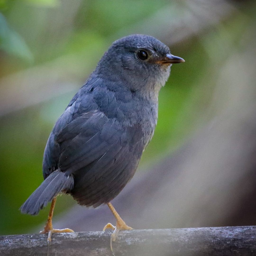 Iguazu Birding Tour (11)