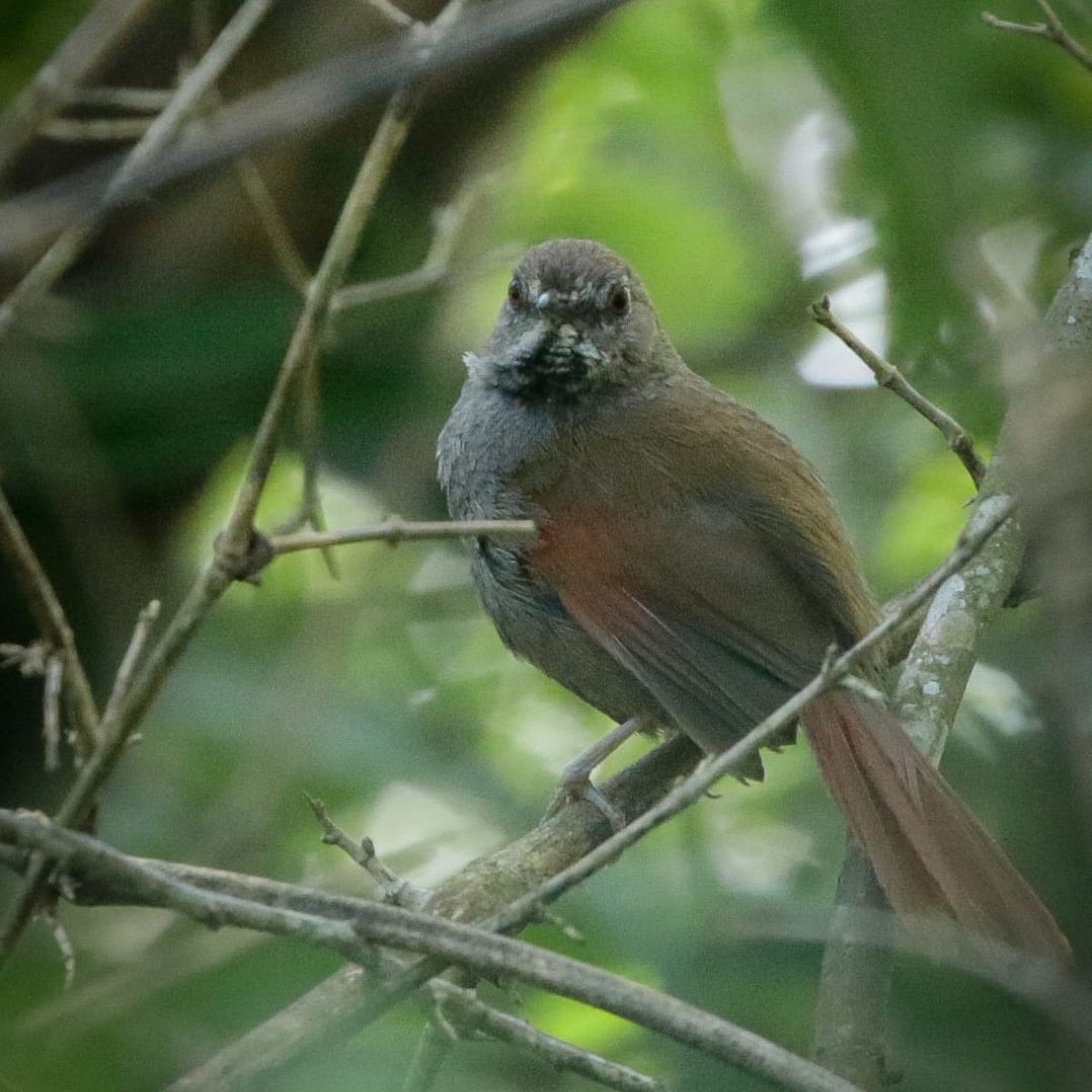 Iguazu Birding Tour (12)