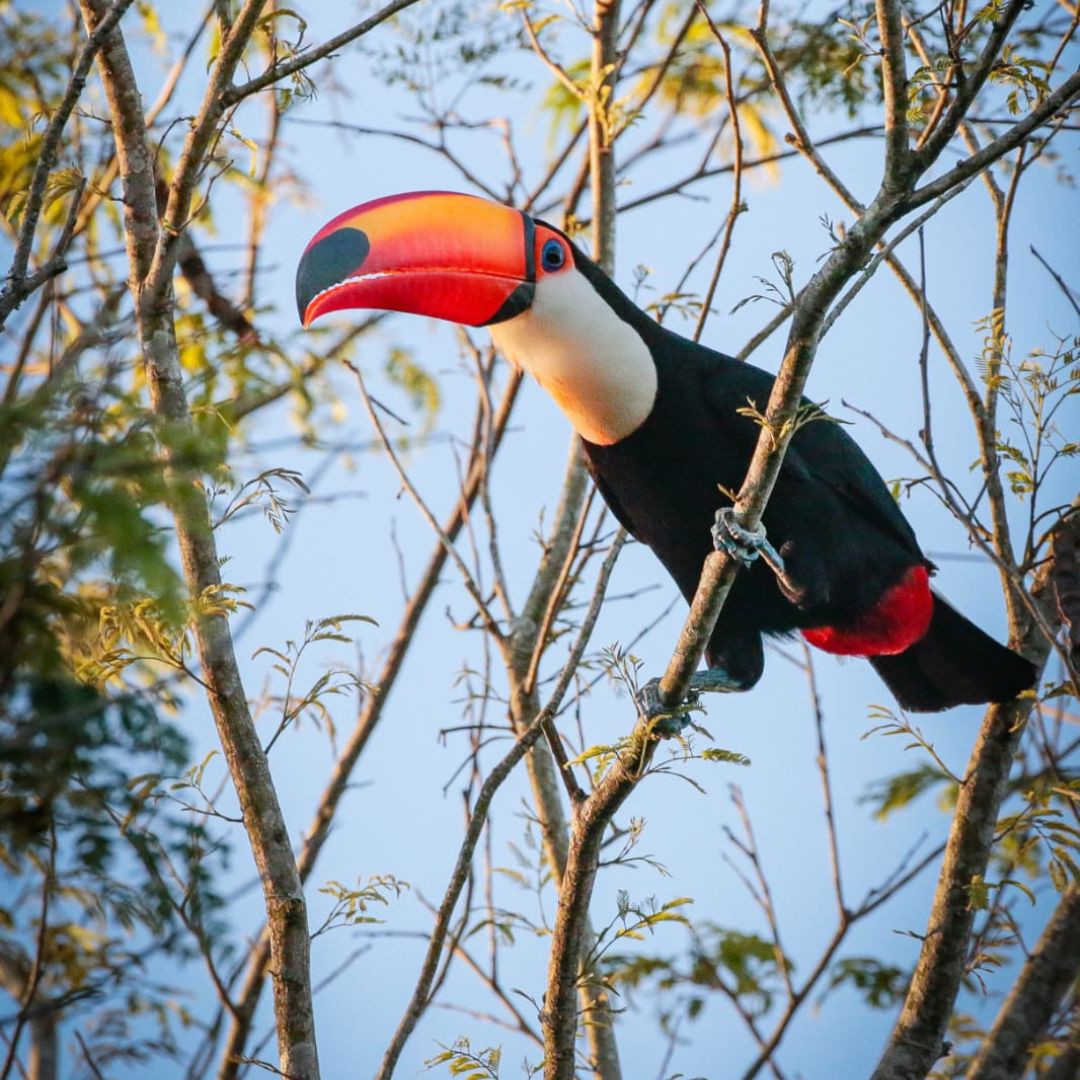 Iguazu Birding Tour (2)