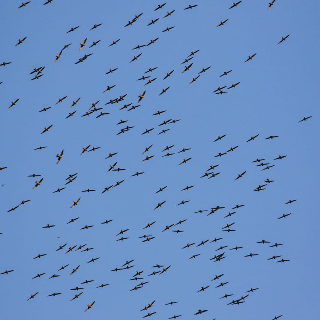 Iguazu Birding Tour (3)