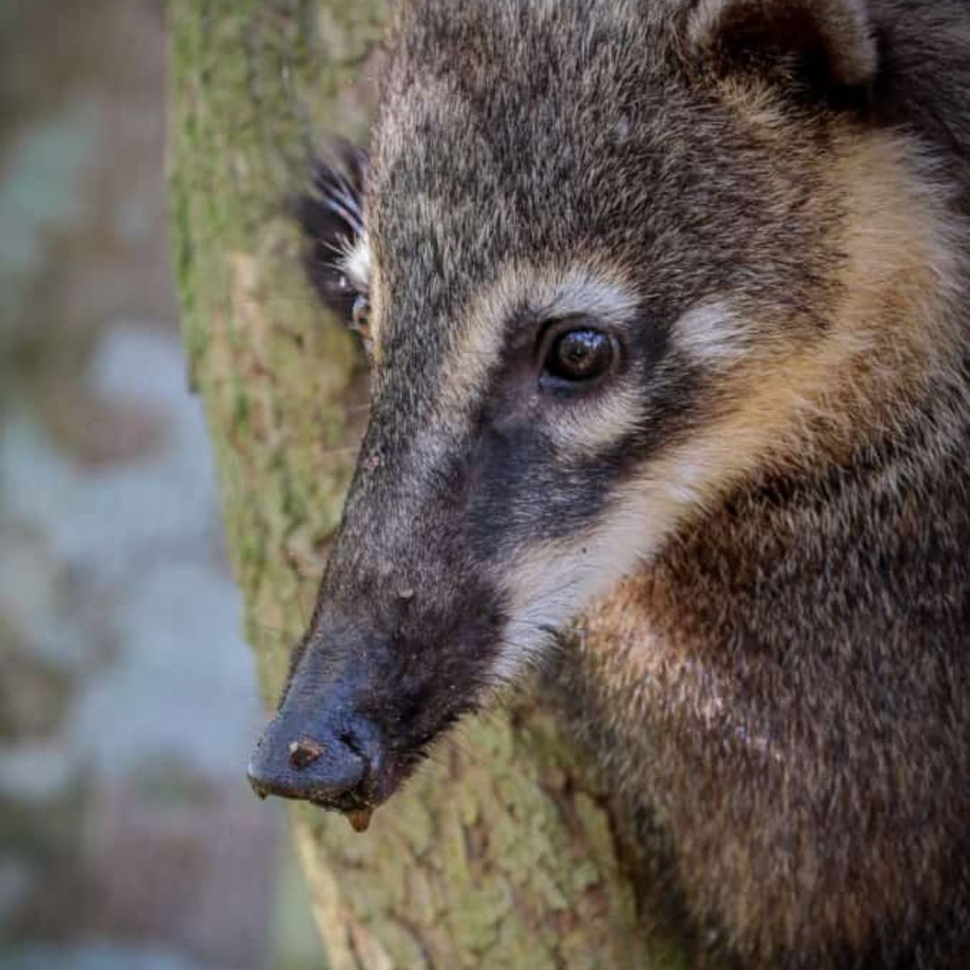 Iguazu Birding Tour (4)