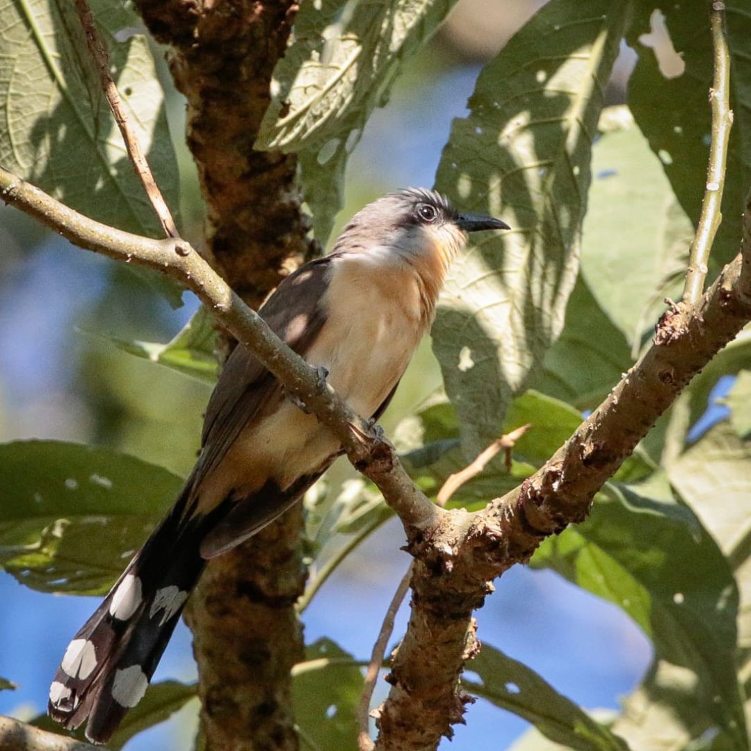 Iguazu Birding Tour (5)