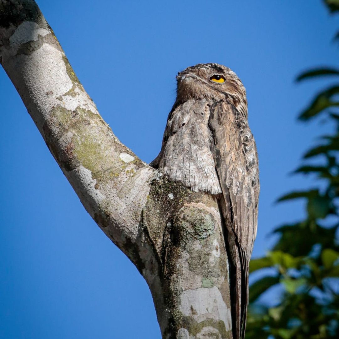 Iguazu Birding Tour (6)