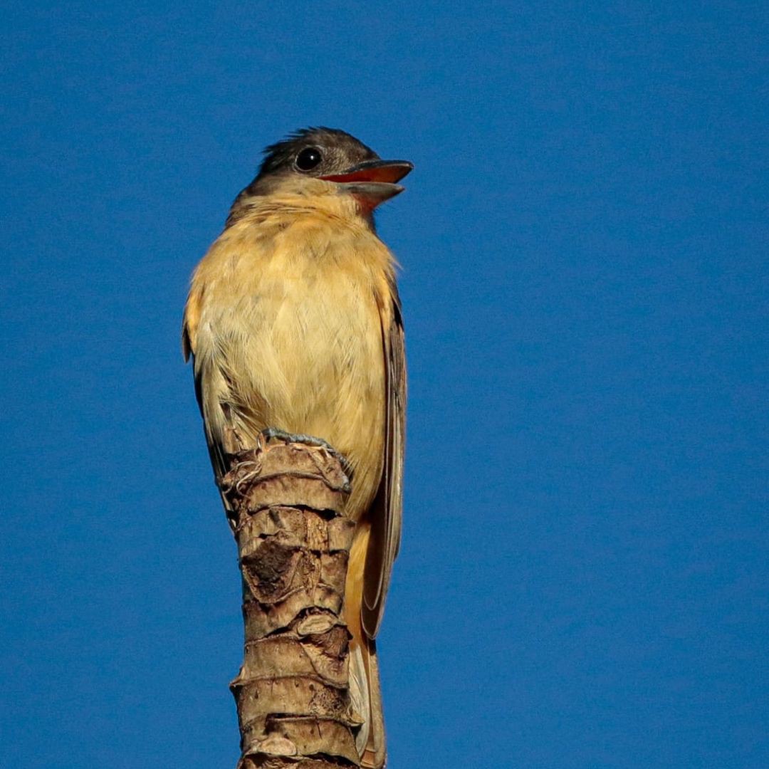Iguazu Birding Tour (7)
