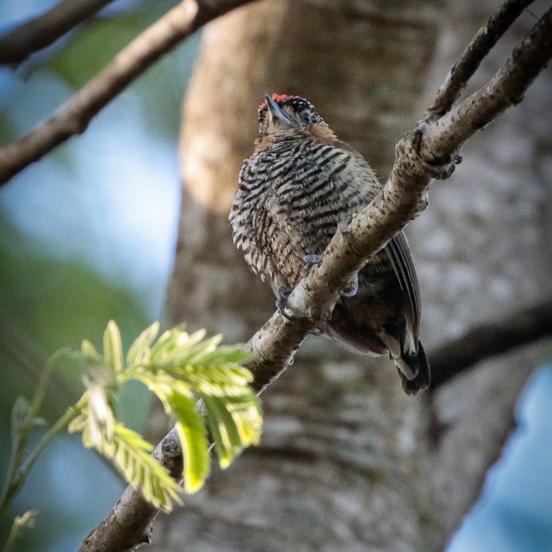 Iguazu Birding Tour (8)