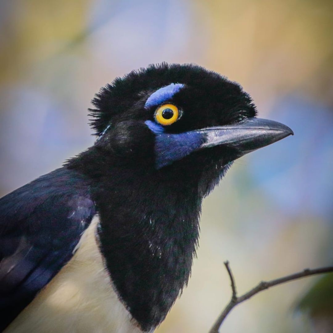 Iguazu Birding Tour (9)