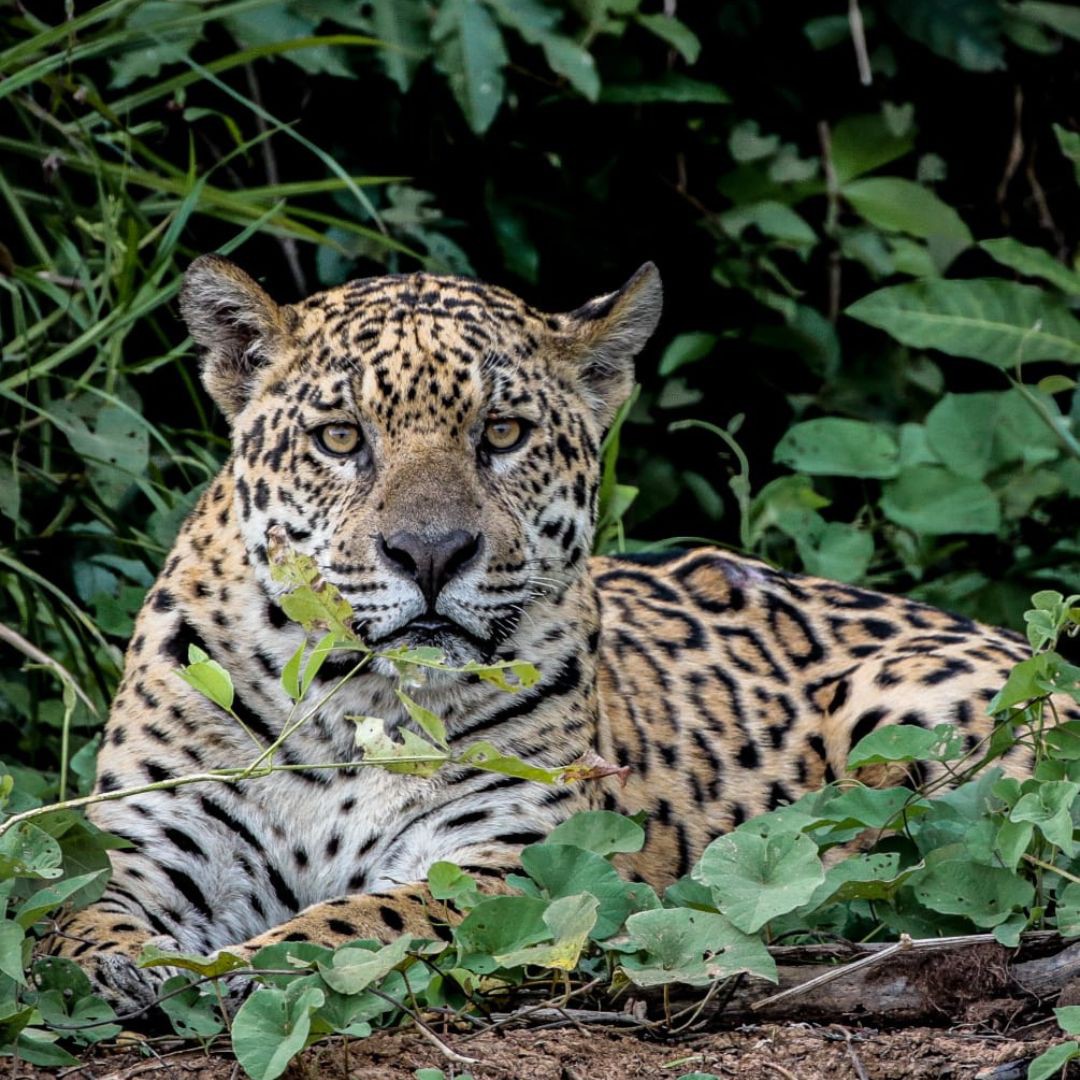 Jaguar - Pantanal Brazil Tour (1)