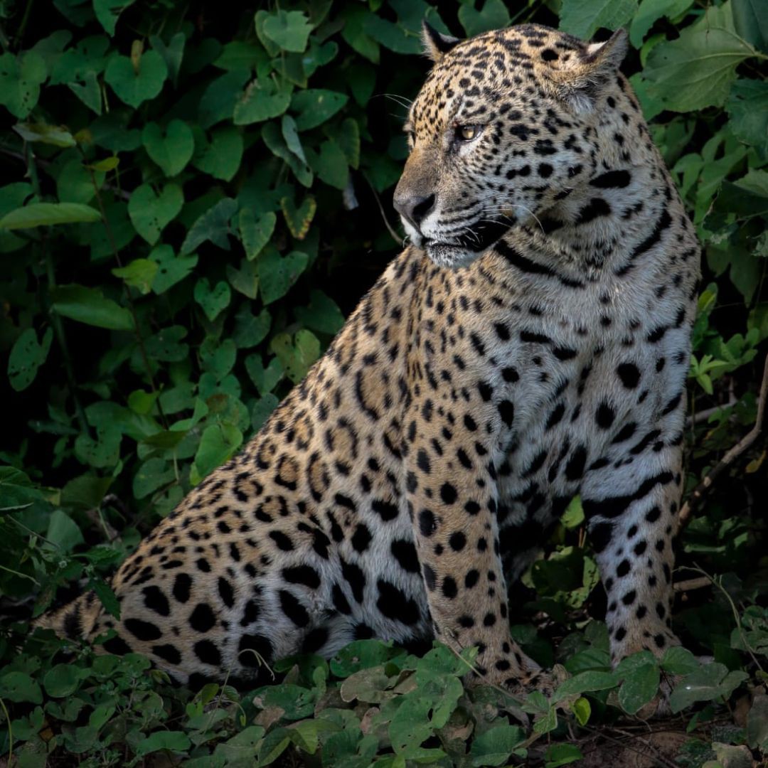 Jaguar - Pantanal Brazil Tour (2)