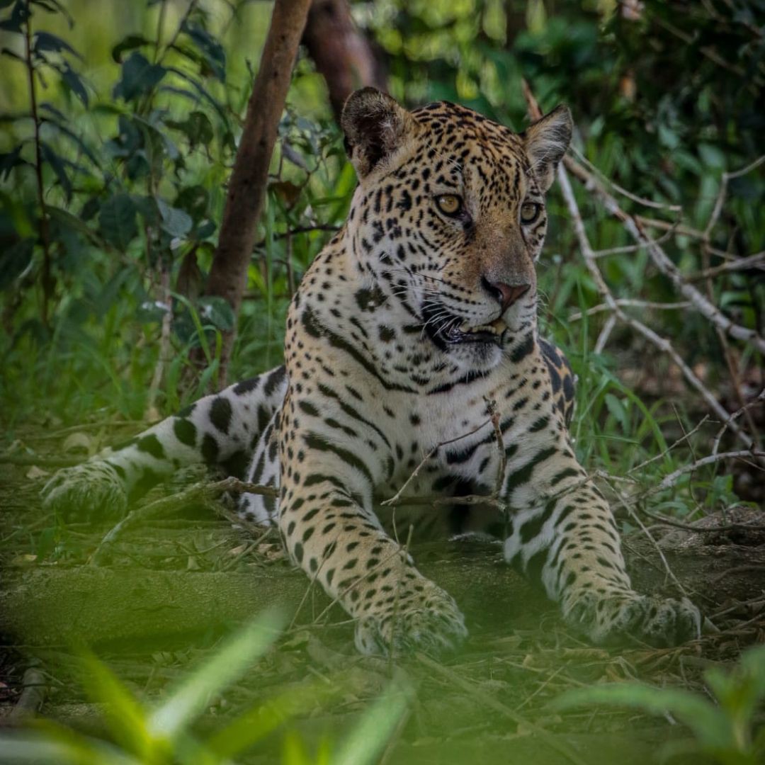 Jaguar - Pantanal Brazil Tour (3)