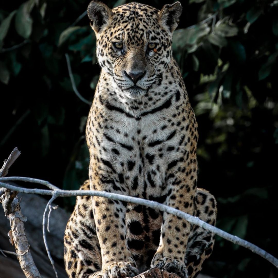 Jaguar - Pantanal Brazil Tour (4)