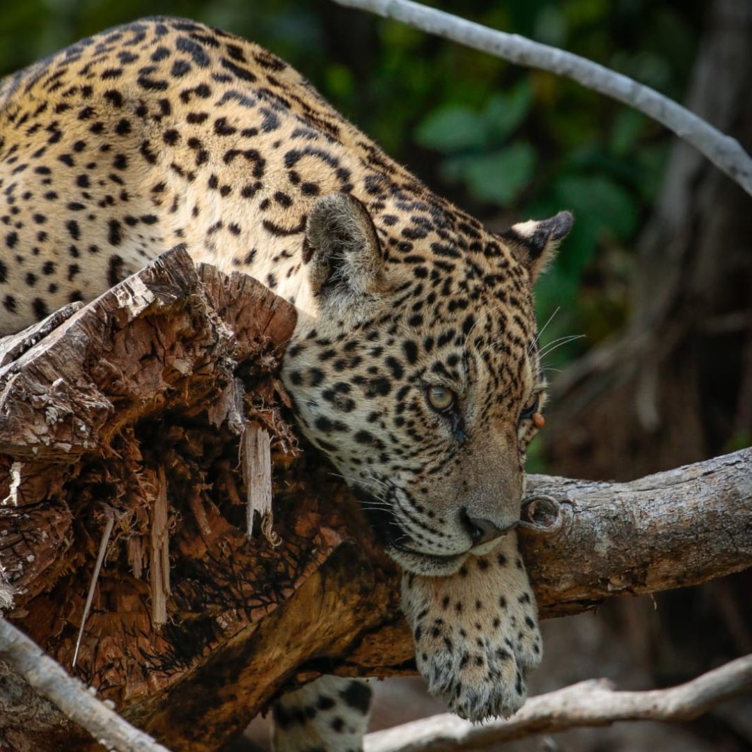 Jaguar - Pantanal Brazil Tour (5)