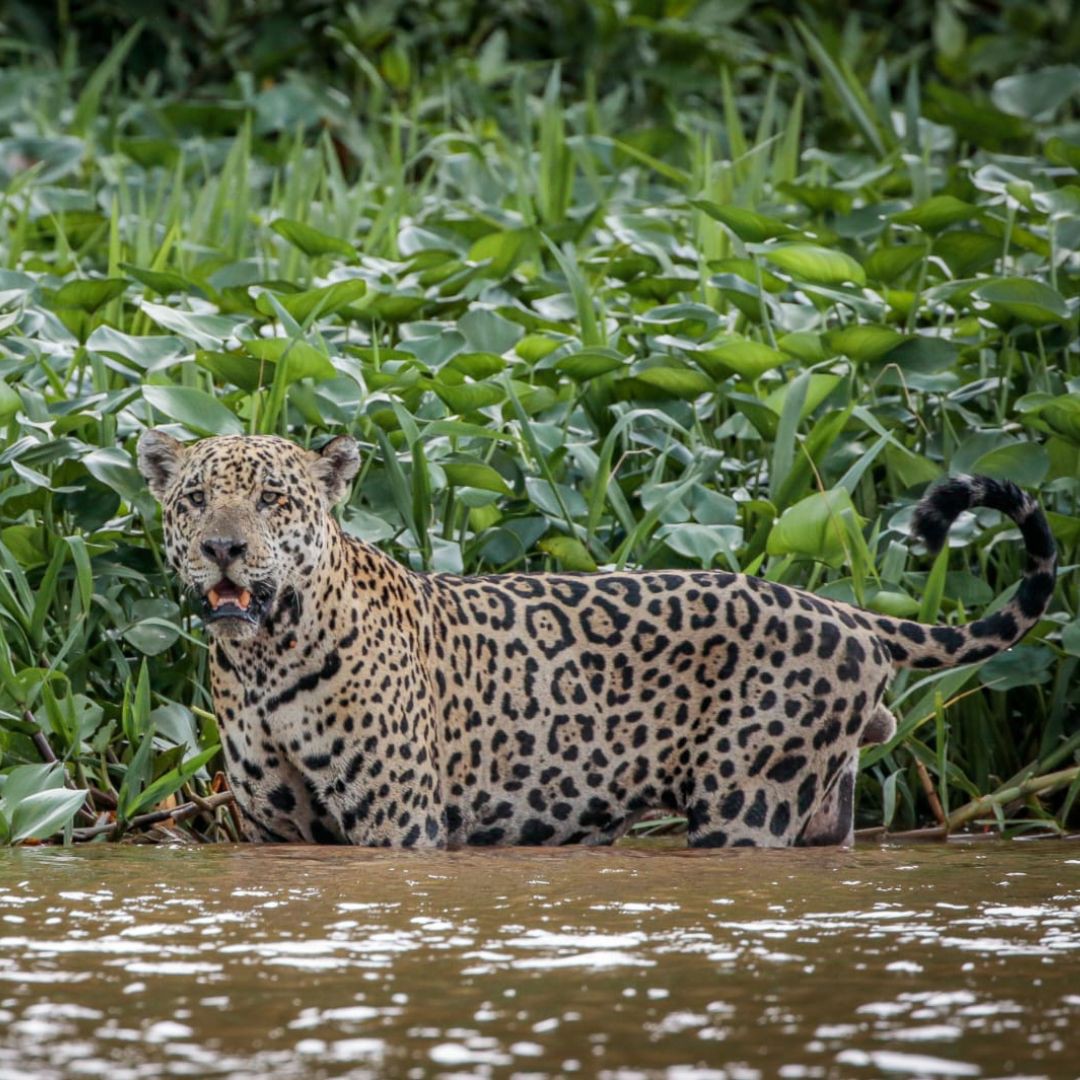 Jaguar - Pantanal Brazil Tour (6)