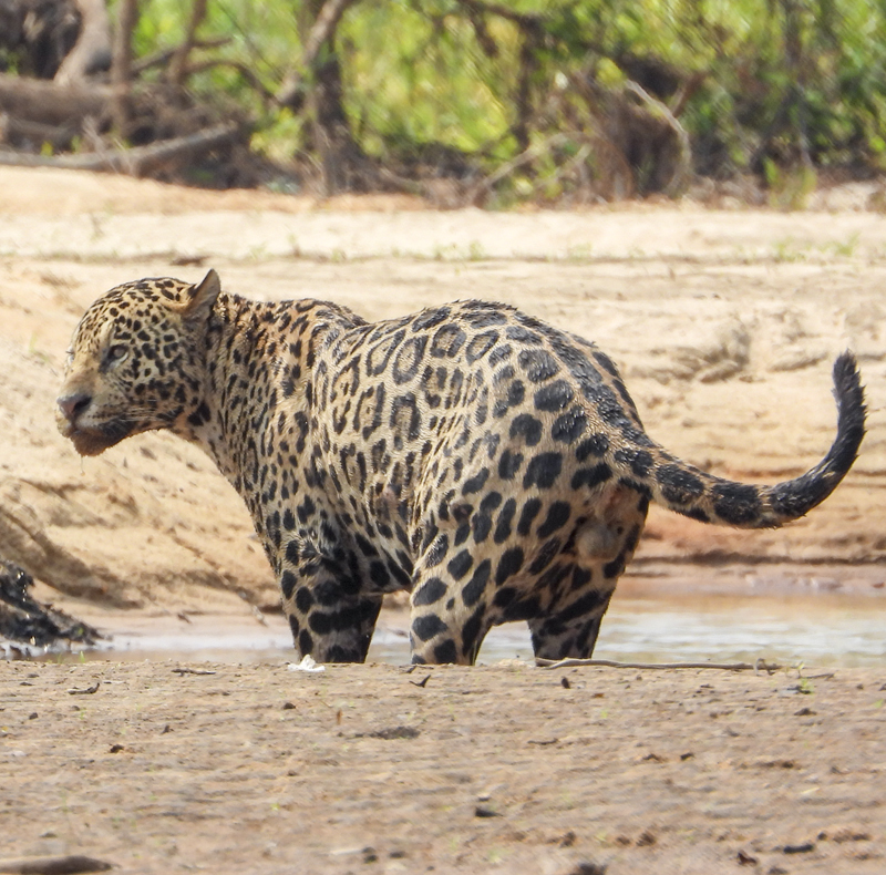 Jaguar - Panthera onca - Pantanal - Brasil