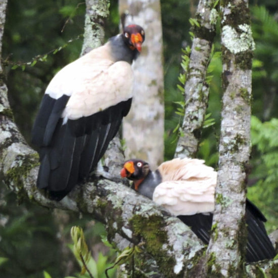 King Vulture - Sarcoramphus papa