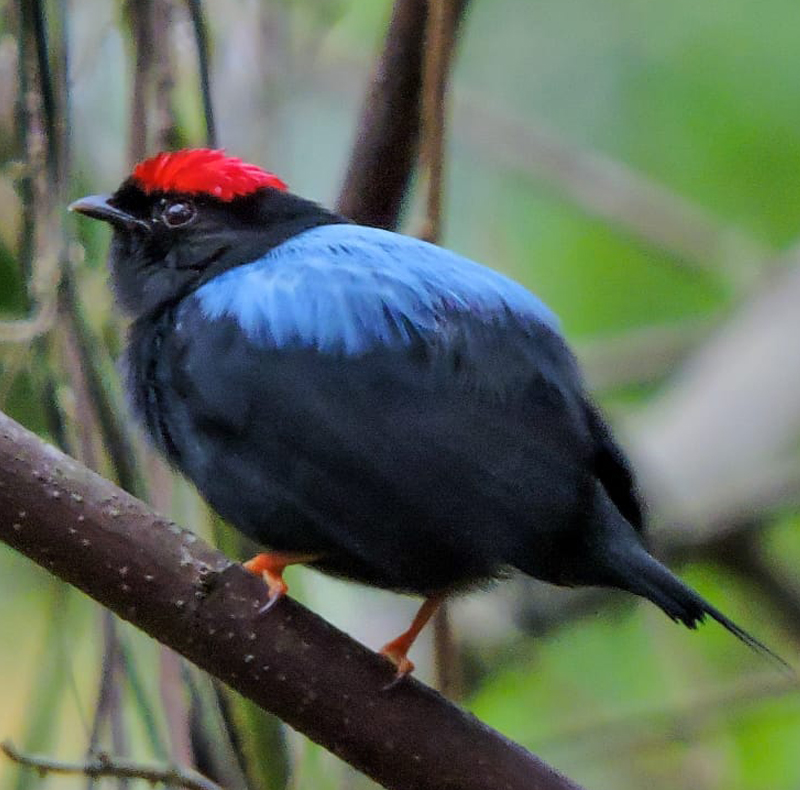 Lance-tailed Manakin - Chiroxiphia lanceolata