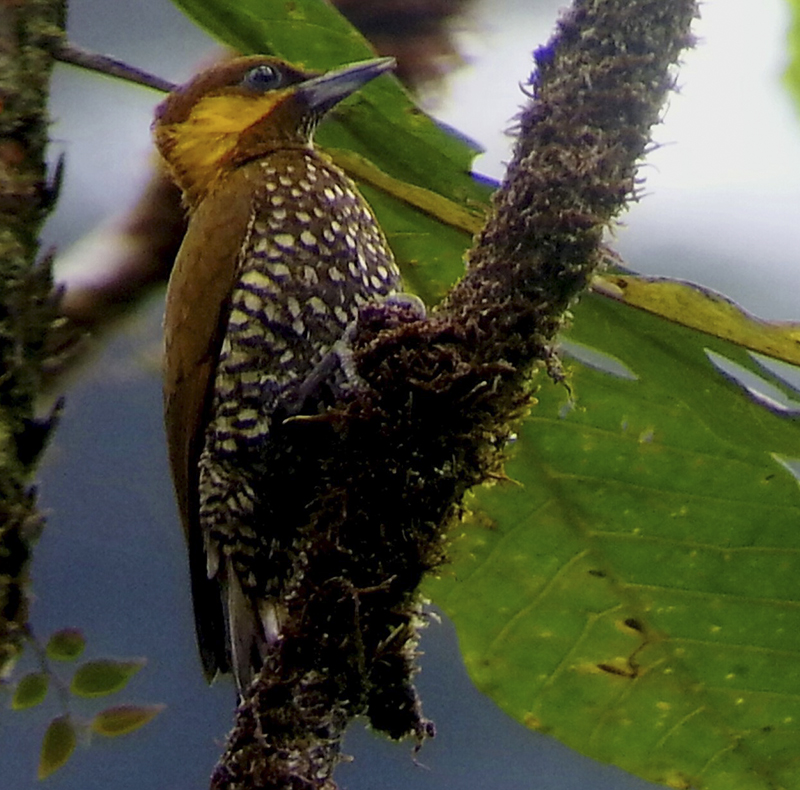 Lita Woodpecker - Piculus litae - Birdwatching Colombia