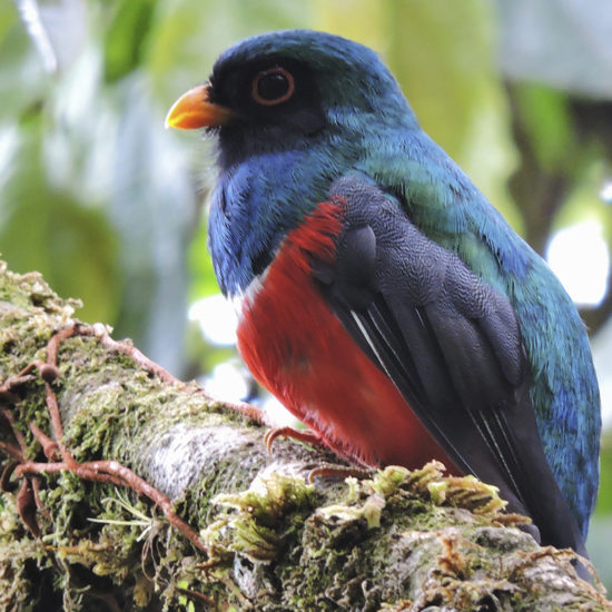 Masked Trogon - Trogon personatus