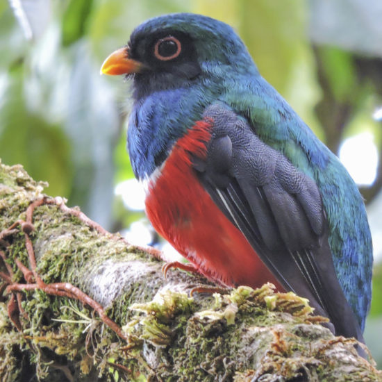 Masked Trogon - Trogon personatus - Montezuma Road