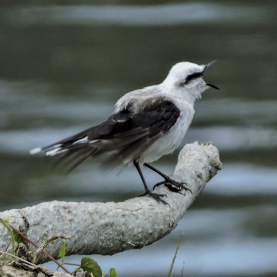 Masked Water-Tyrant - Fluvicola nengeta