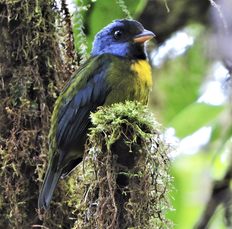 Moss-backed Tanager - Bangsia edwardsi - Birdwatching Colombia