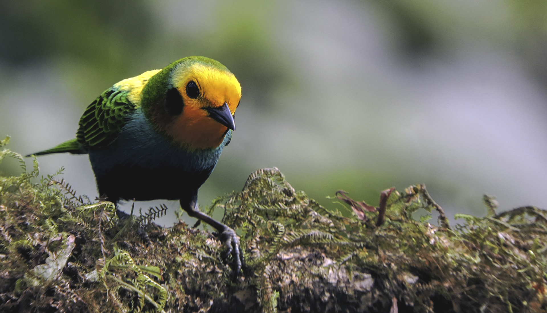 Multicolored Multicolor Tanager Chlorochrysa nitidissima Birding in Colombia