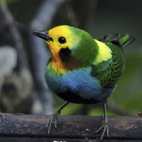 Multicolored Tanager - Chlorochrysa nitidissima - Birdwatching Colombia