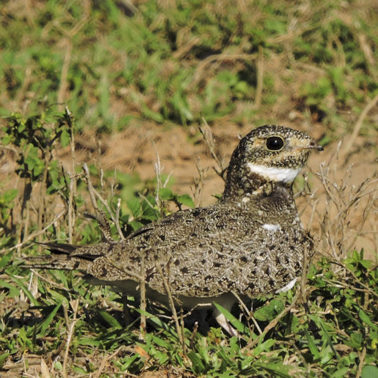 Nacunda Nighthawk - Chordeiles nacunda