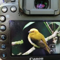 Nice picture or Yellow headed Manakin