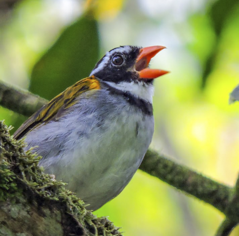 Orange-billed Sparrow - Arremon aurantiirostris - Birdwatching Colombia