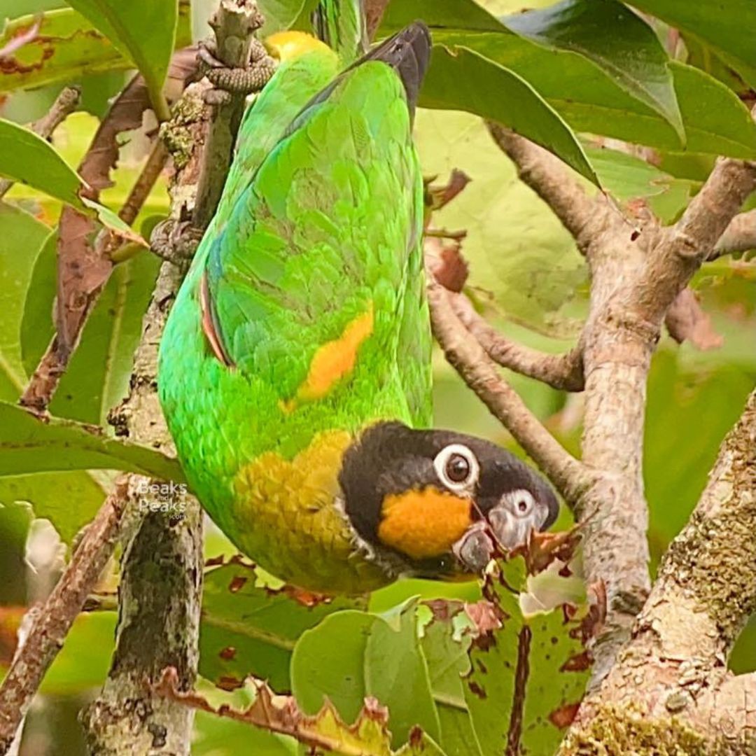 Orange-cheeked Parrot - Parrots from Colombia