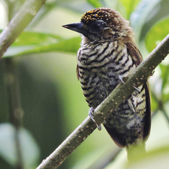 Orinoco Piculet - Picumnus pumilus - birdwatching colombia