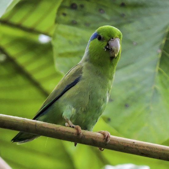 Pacific Parrotlet - Forpus coelestis