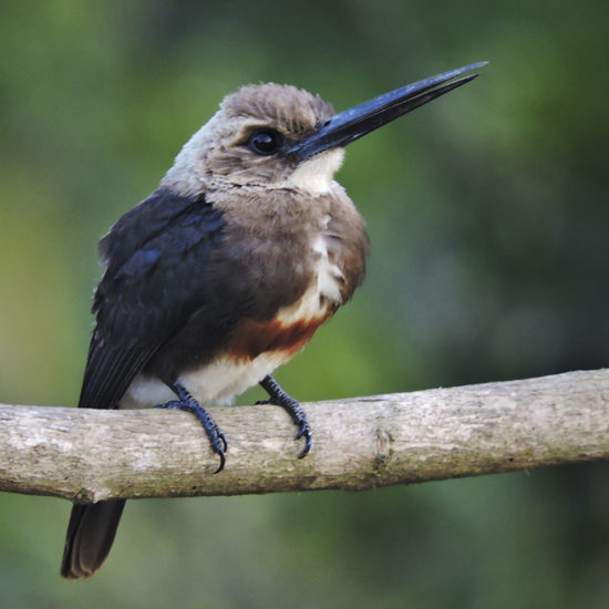 Pale-headed Jacamar - Brachygalba goeringi