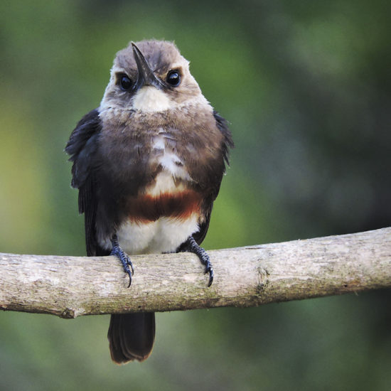 Pale-headed Jacamar - Brachygalba goeringi