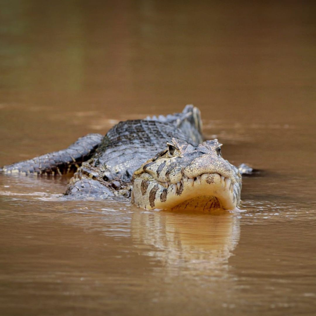 Pantanal Wildlife Tour (1)