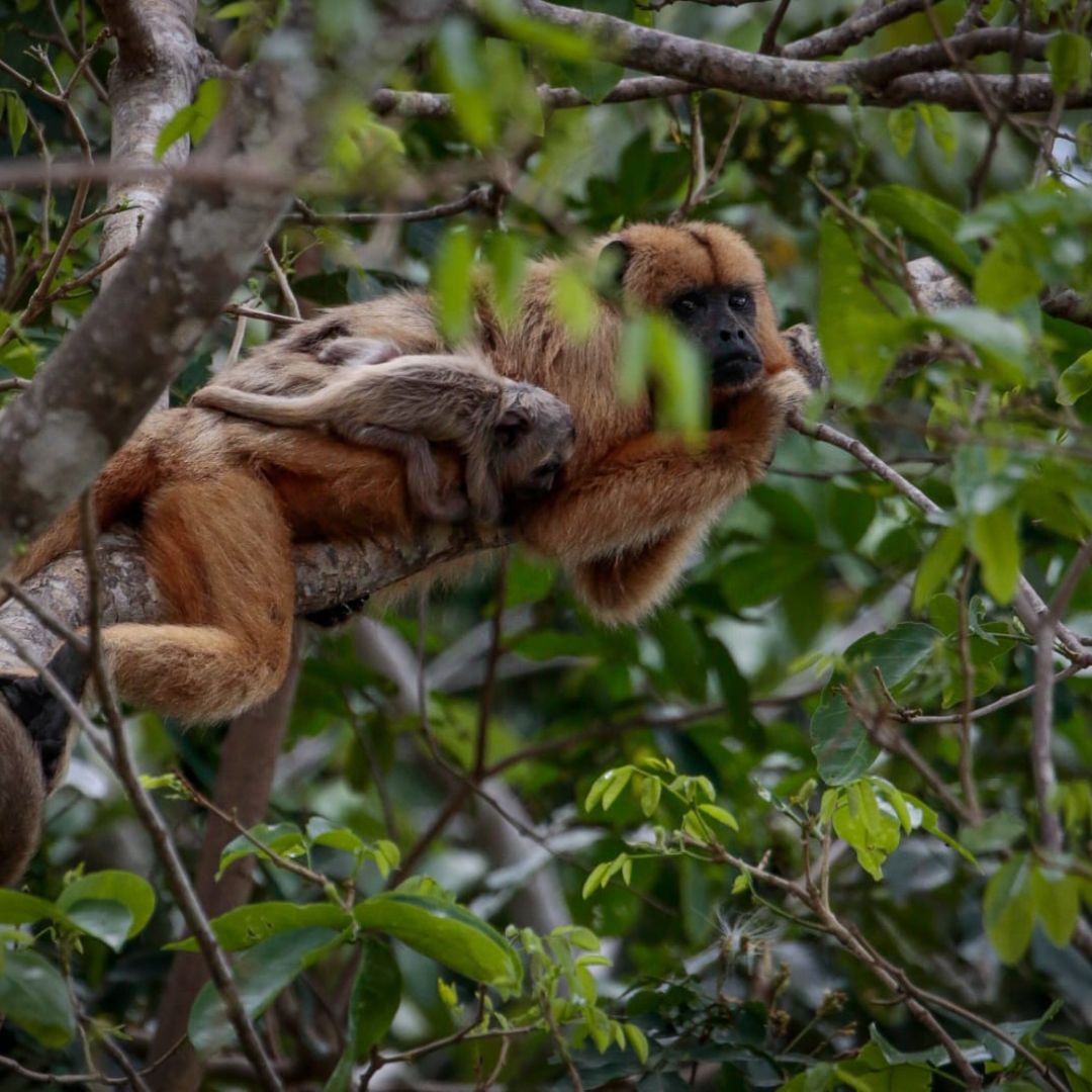 Pantanal Wildlife Tour (2)