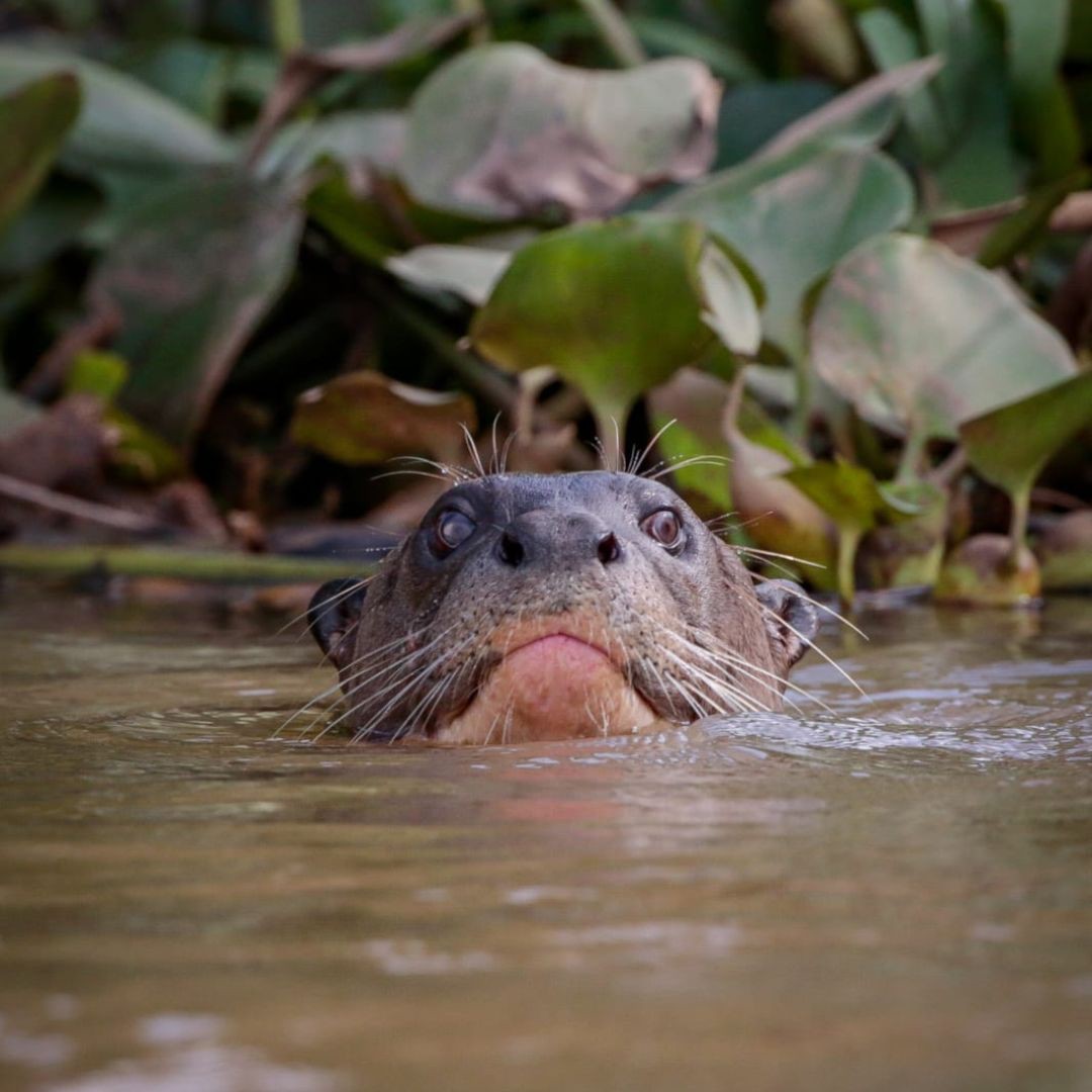 Pantanal Wildlife Tour (3)