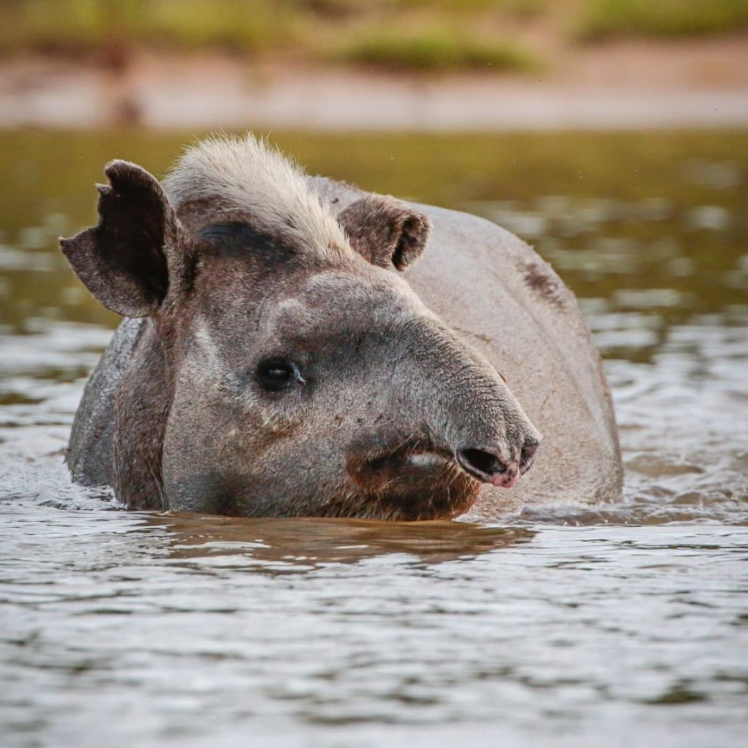 Pantanal Wildlife Tour (4)