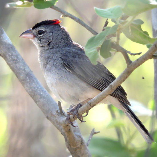 Pileated Finch - Coryphospingus pileatus