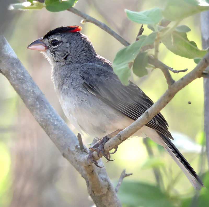 Pileated Finch - Coryphospingus pileatus