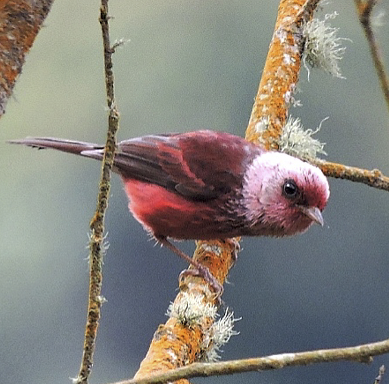 Pink-headed Warbler - Cardellina versicolor