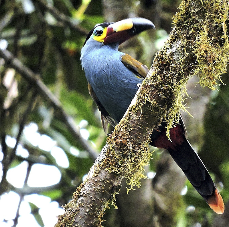 Plate-billed Mountain Toucan - Andigena laminirostris - Birdwatching Colombia