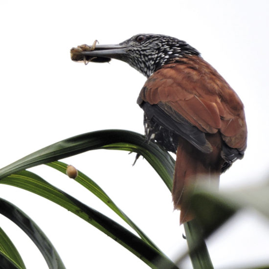 Point-tailed Palmcreeper - Berlepschia rikeri - birdwatching colombia